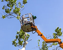 Tree Service in Monroe County