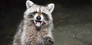 Animal & Wildlife Control Monroe County, MI