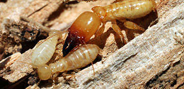 Termite Control Monroe County, MI